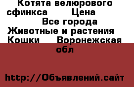 Котята велюрового сфинкса. .. › Цена ­ 15 000 - Все города Животные и растения » Кошки   . Воронежская обл.